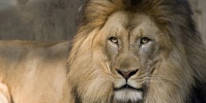 Интересные факты о львах