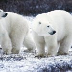 Интересные факты о белых медведях