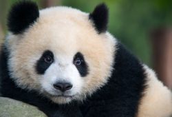 Факты о пандах