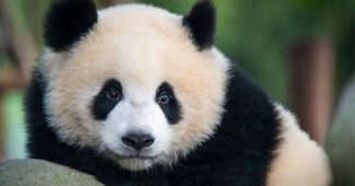 Факты о пандах