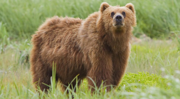 Факты о буром медведе