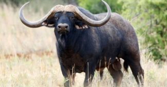 Факты о буйволах