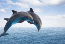 Факты о дельфинах