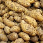 Интересные факты о картофеле