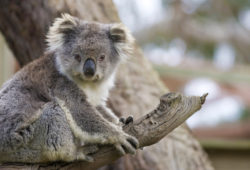 Факты о коалах