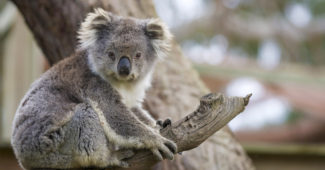 Факты о коалах