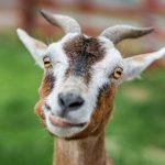 Интересные факты о козах