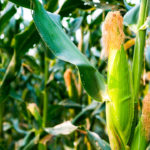 Интересные факты о кукурузе