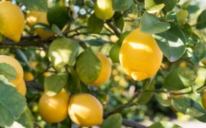Интересные факты о лимонах
