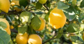 Факты о лимонах