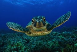 Факты о морских черепахах