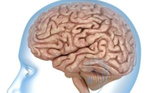 Интересные факты о мозге человека