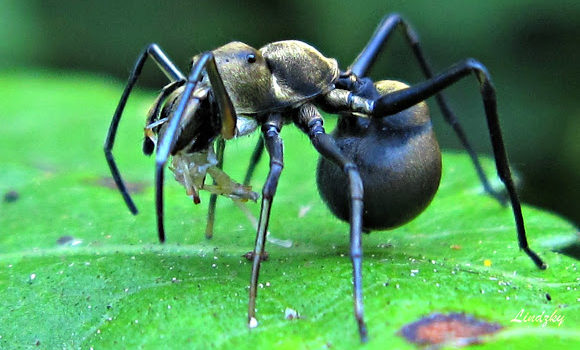 Факты о муравьях