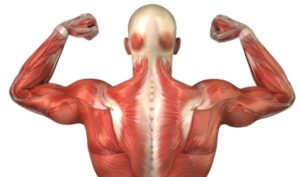 Факты о мышцах