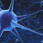 Интересные факты о нервной системе