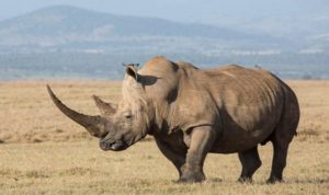 Факты о носорогах