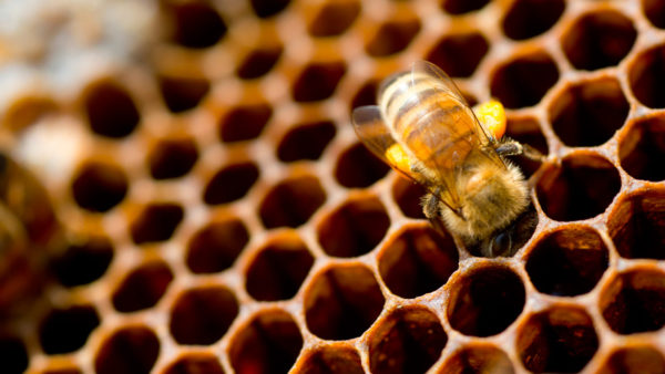 Факты о пчёлах