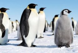 Факты о пингвинах