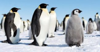 Факты о пингвинах