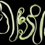 Интересные факты о плоских червях