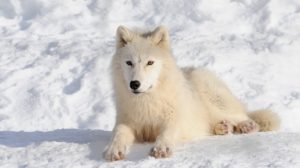 Факты о полярных волках