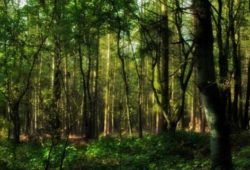 Факты о растениях лесных зон