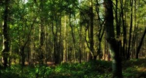 Интересные факты о растениях лесных зон