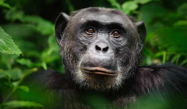 Факты о шимпанзе