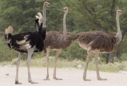Факты о страусах