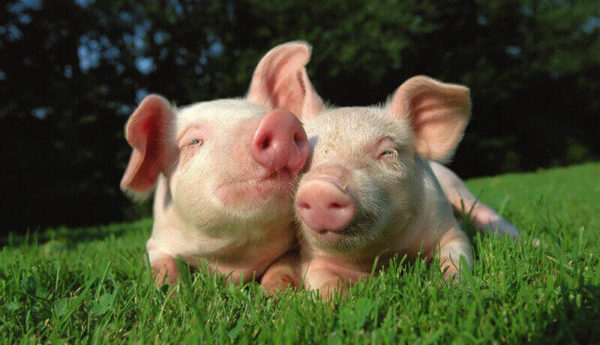Факты о свиньях