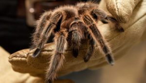 Интересные факты о тарантулах