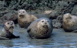 Интересные факты о тюленях