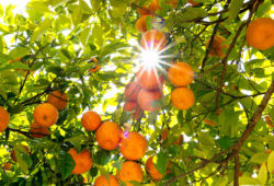 Факты об апельсинах