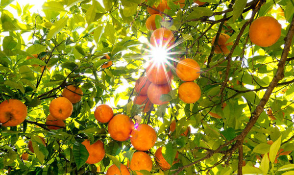 Факты об апельсинах