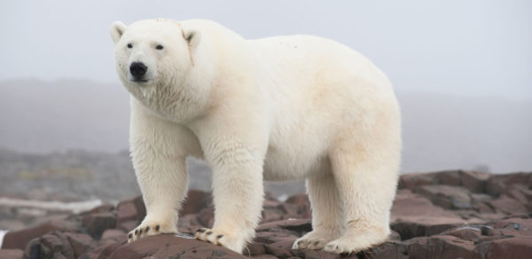 Факты об Арктическом заповеднике
