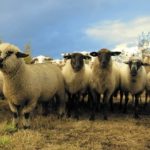 Интересные факты об овцах