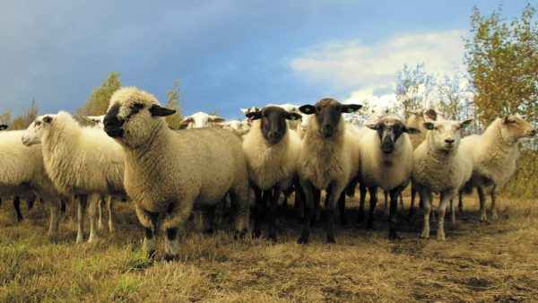 Факты об овцах