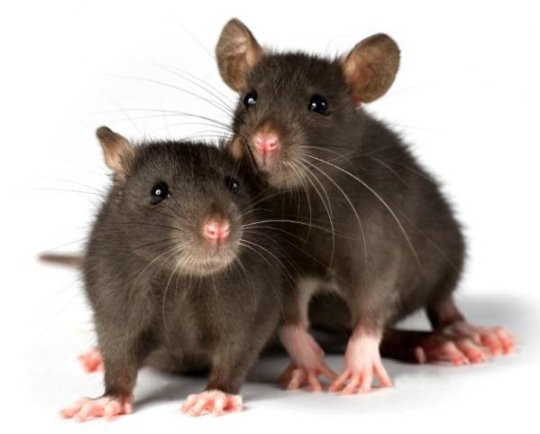 Факты о крысах