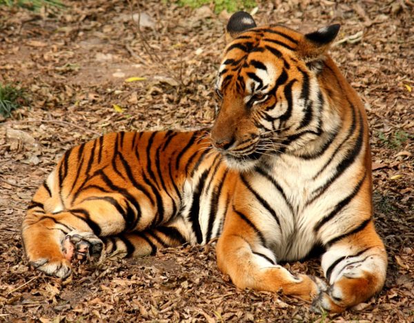 Факты о тиграх