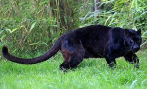 Интересные факты о чёрной пантере