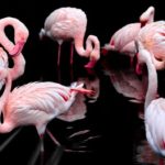 Интересные факты о фламинго