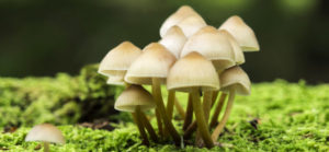 Интересные факты о грибах