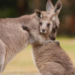 Интересные факты о кенгуру