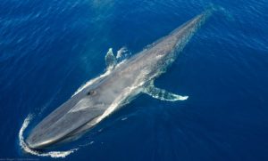 Интересные факты о китах