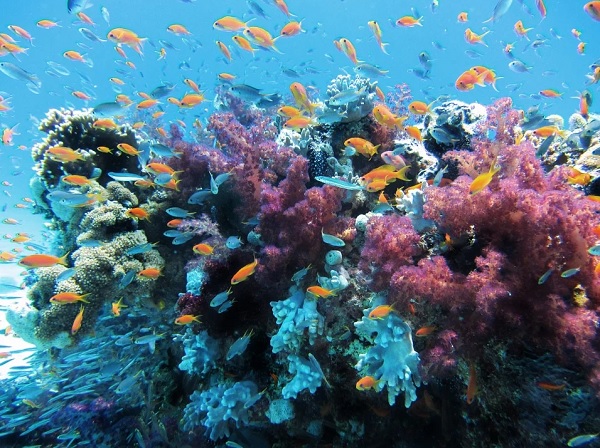 Факты про кораллы