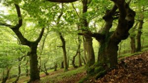 Интересные факты о лесах