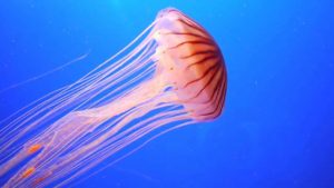 Интересные факты о медузах