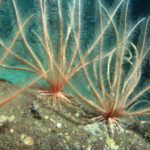 Интересные факты о морских лилиях