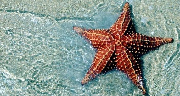 Факты о морских звёздах