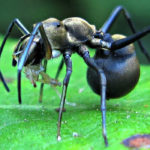 Интересные факты о муравьях